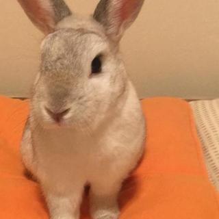 保護うさぎさん【健くん】