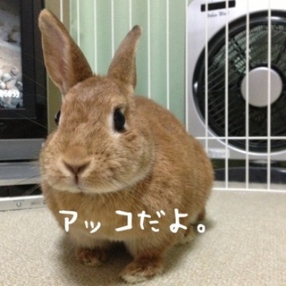 保護うさぎさん【アッコちゃん】