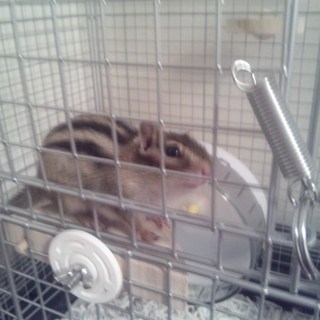 シマリス　1歳の男の子