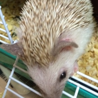 里親決定しました。本当にありがとうございました。