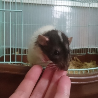 フードのダンボラット男の子