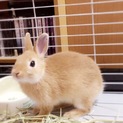 2ヶ月のスーパーラビットの里親募集してます！
