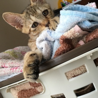 甘えん坊の子猫ちゃんです！