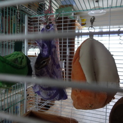 こたろう、麻の袋を愛用（？）する。