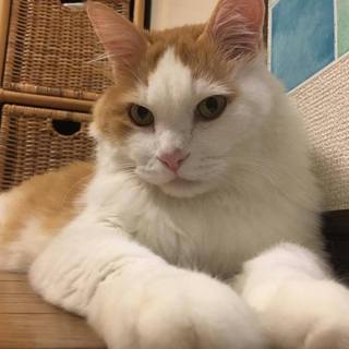 甘えん坊のモフモフだいちゃん♡