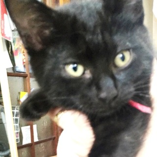 【黒猫】3カ月～4カ月の子猫【再掲載】