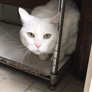 真っ白で甘えん坊。名前は『まめ』男の子です