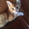 茶猫ちゃん♂三ヶ月
