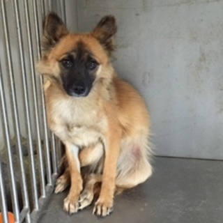 …家族に迎えていただけませんか…556♀