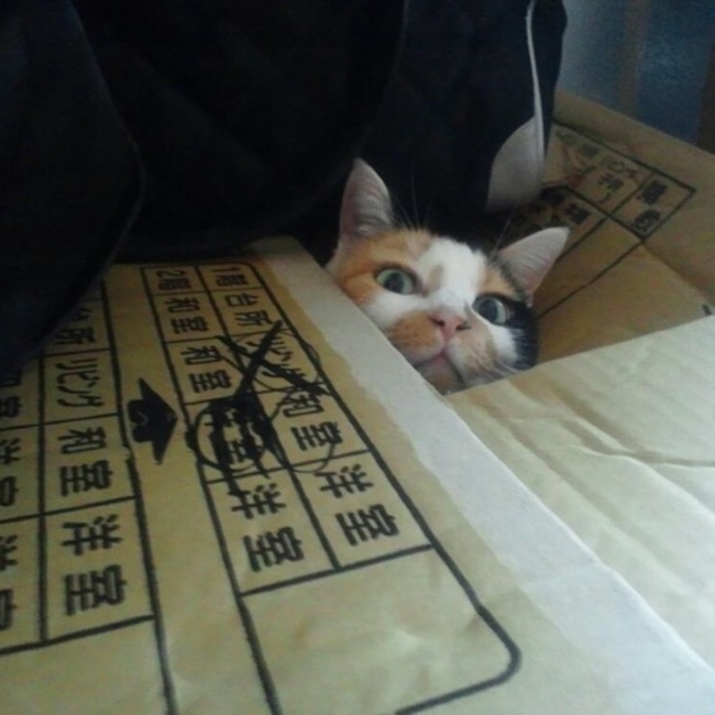こむぎこぱんこのカバー写真