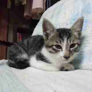 元気いっぱい！可愛い５匹兄弟の里親さん募集