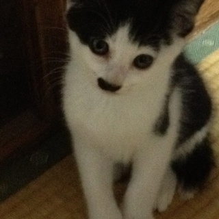 元気いっぱい！可愛い５匹兄弟の里親さん募集