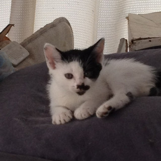 元気いっぱい！可愛い５匹兄弟の里親さん募集