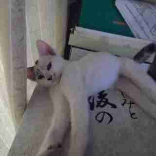 元気いっぱい！可愛い５匹兄弟の里親さん募集