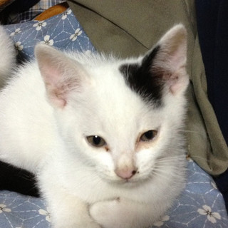 元気いっぱい！可愛い５匹兄弟の里親さん募集