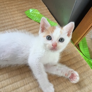 茶白☆男の子