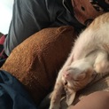 赤ちゃん保護しました！珍しいやす猫くんです！