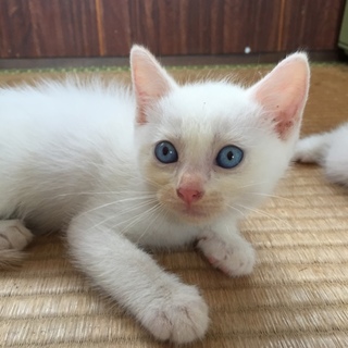 白猫☆男の子
