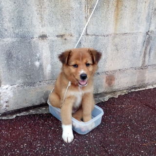 てまりちゃんです優しい家族に迎えていただきました