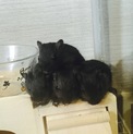 砂ネズミ ブラック&ホワイト