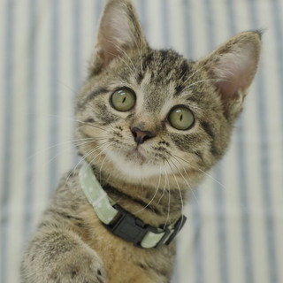 キュートなキジトラ女の子