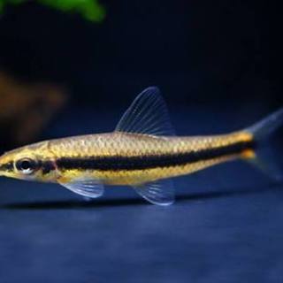 サイアミーズフライングフォックスの里親募集