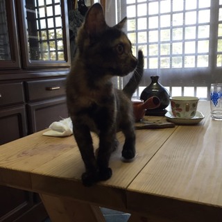 賢いさび猫ちゃんです。家族に迎えて下さい！