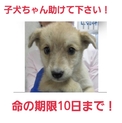 緊急!子犬ちゃんの命の期限は明日まで!助けて!