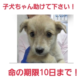 緊急!子犬ちゃんの命の期限は明日まで!助けて!