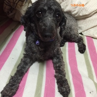 トイプードル ♀ 推定５～８才 ファニーちゃん