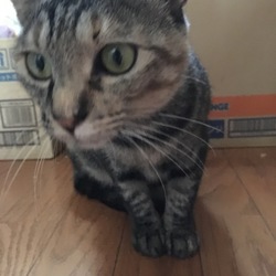 ポコ母さんの食事に悩む