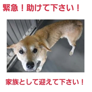 命に期限があります!この子の家族になって下さい!!
