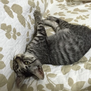 小顔のハンサムきじ猫くん