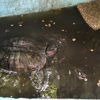 カメの里親募集