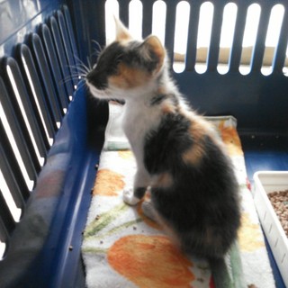 盲目ですが・・・・