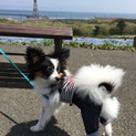 里親決定しました！ありがとうございました。
