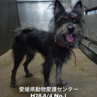 愛媛県動物愛護センターに収容されています！