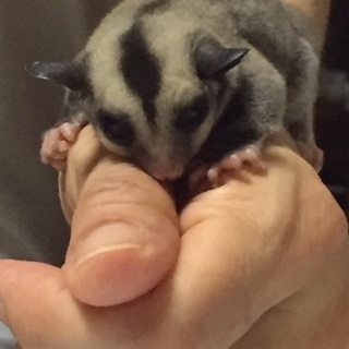 可愛がってくださる方お待ちしてます