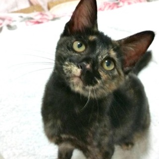 代理投稿　フレンドリーなサビ猫ちゃん