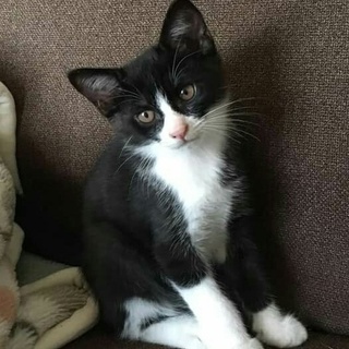 生後２ヶ月 黒のハチワレ子猫！