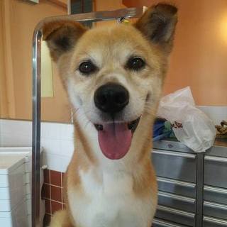 郡山市保健所　西田町三春町　中型の男の子