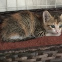 美猫ちゃん☆トライアル決定の為、募集停止します。