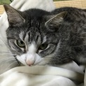 【里親募集】大人しく人懐こい雌猫です。