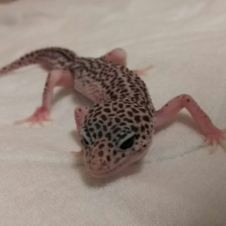 レオパ里親募集