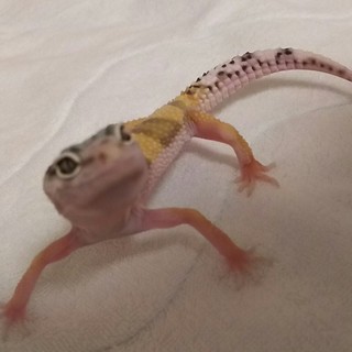 レオパ里親募集