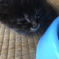 子猫