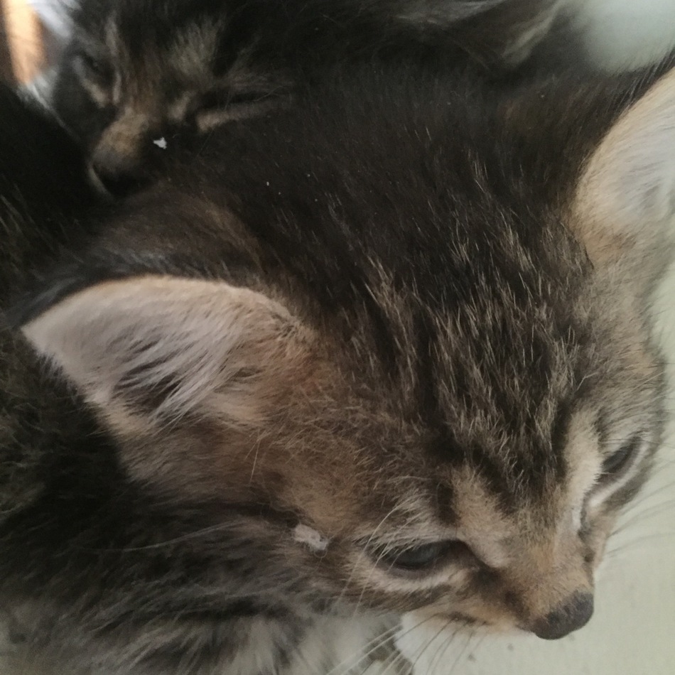 子猫のカバー写真
