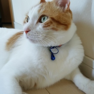 キレイな長脚マンチカンです♡(急募)