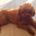 【一時停止】トイプードル成犬４匹います。