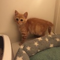 半長毛アメショーがらのマティス君